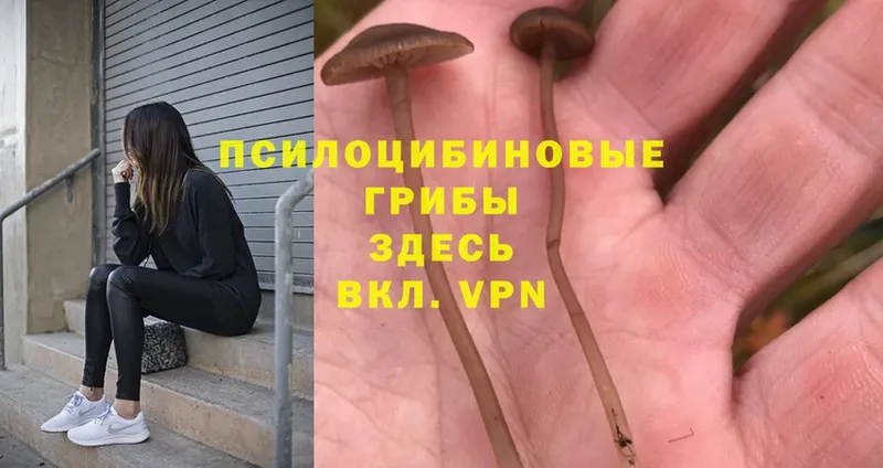 даркнет какой сайт  Волхов  Псилоцибиновые грибы Cubensis  купить наркотики цена 